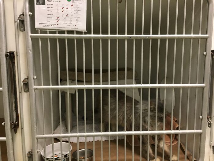 Elderly Maine Coon cat confined in a cage with bedding and food bowls.