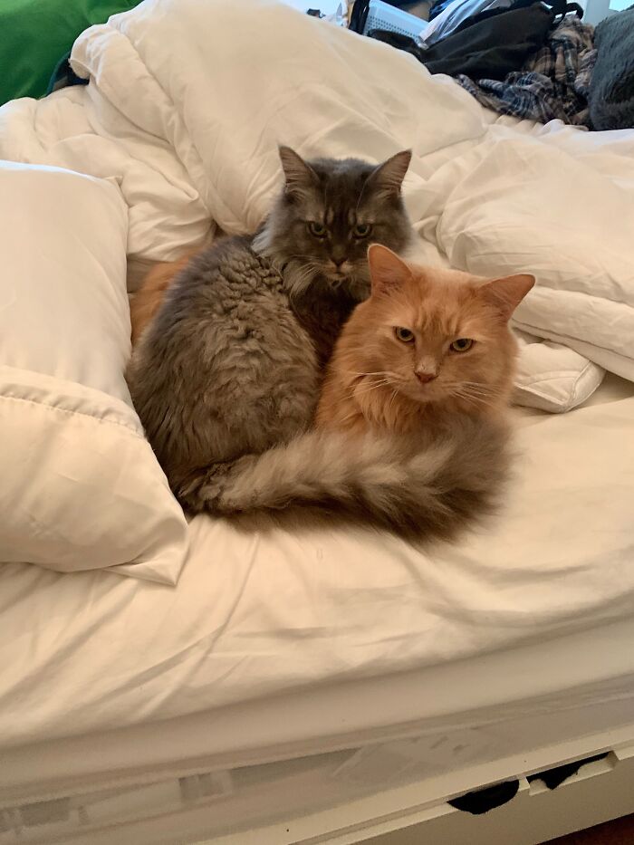 Two Maine Coon cats snuggling on a cozy white bed.