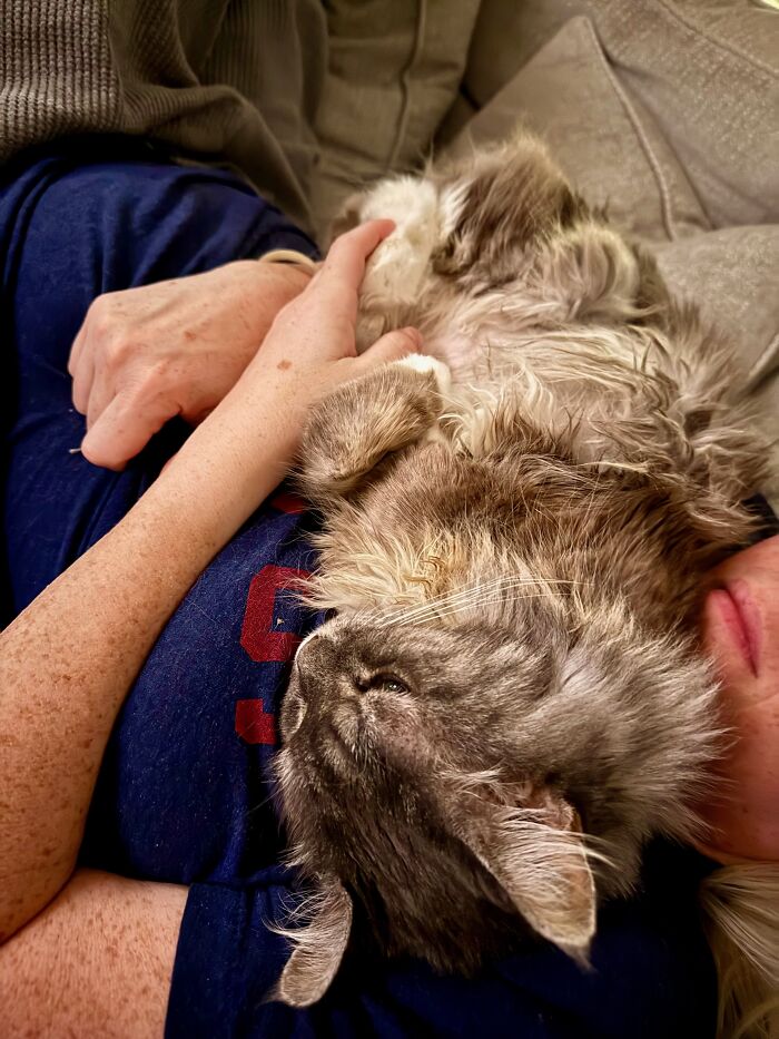 Elderly Maine Coon cat resting comfortably in someone's arms on a couch.