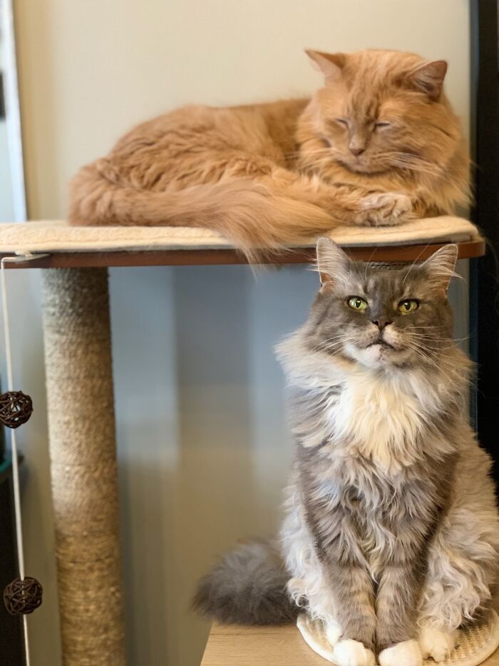 Elderly Maine Coon cat with long fur sitting by a scratching post, another cat resting on top.