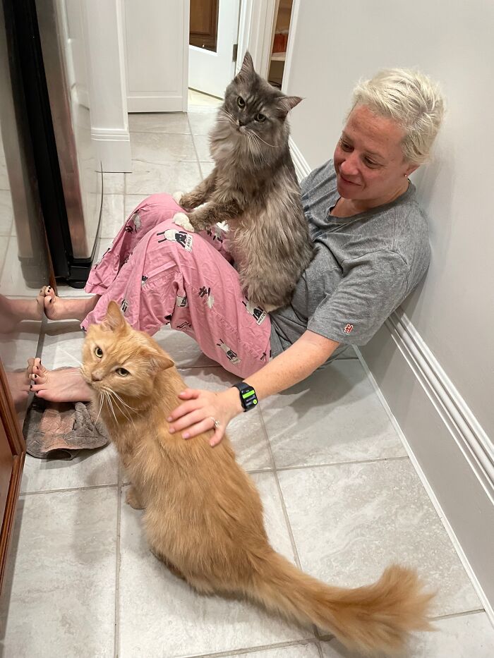 Elderly Maine Coon cat with owner in cozy home setting.