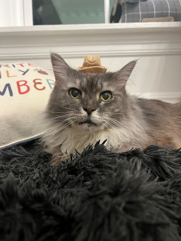 Elderly Maine Coon cat named Luna wearing a tiny hat, resting on a fluffy black rug.