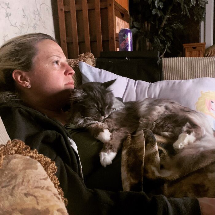 Elderly Maine Coon cat resting on a person's lap on a couch.