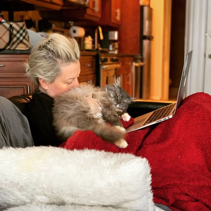 Elderly Maine Coon cat resting on woman's lap in a cozy living room setting.