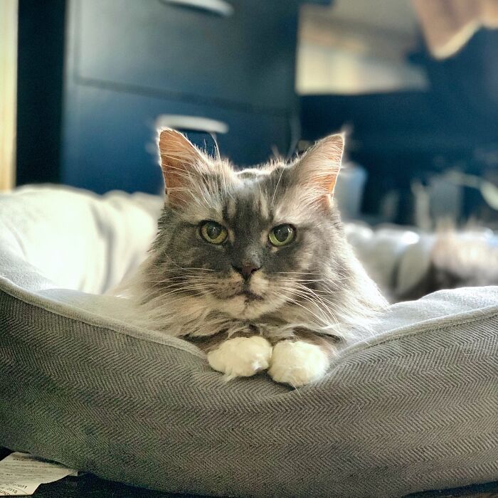 Elderly Maine Coon cat resting in a cozy bed indoors.