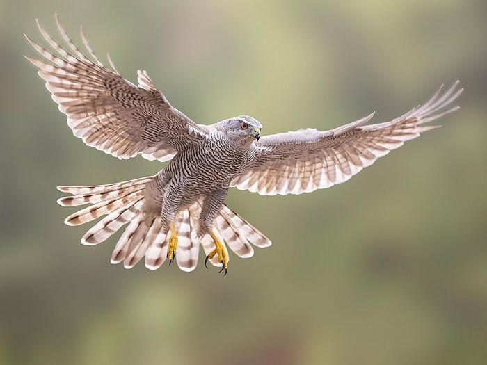 Photographer Raf Raeymaekers Shows Us Birds In A Unique Way