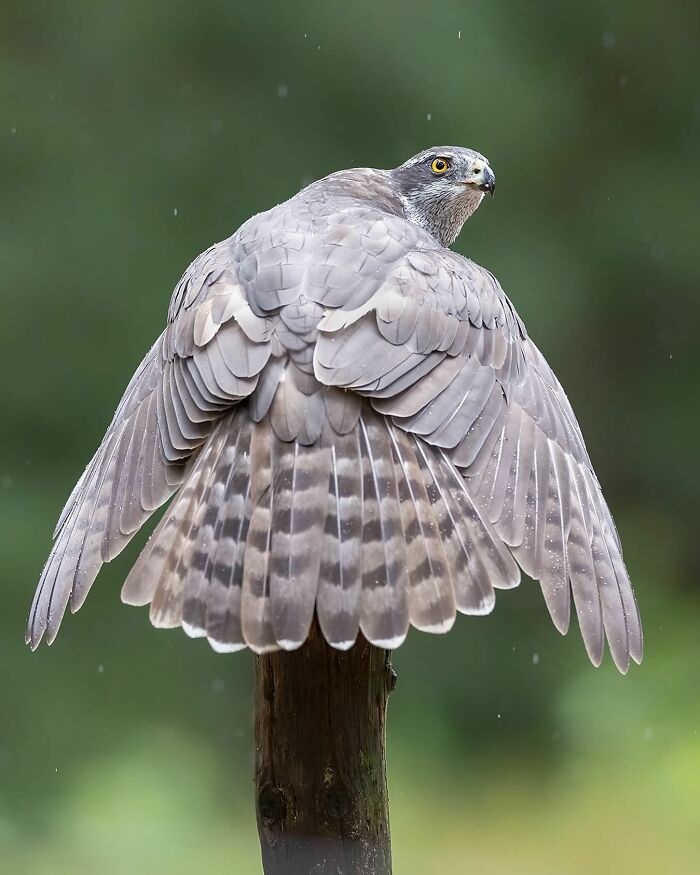 Photographer Raf Raeymaekers Shows Us Birds In A Unique Way