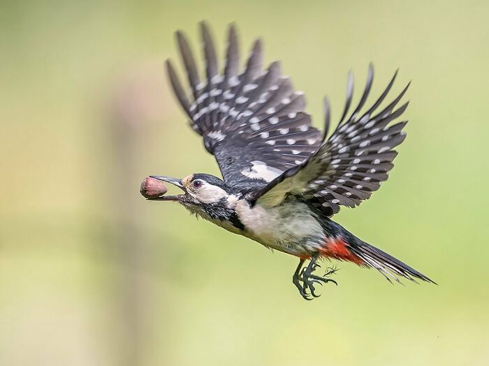 Photographer Raf Raeymaekers Shows Us Birds In A Unique Way