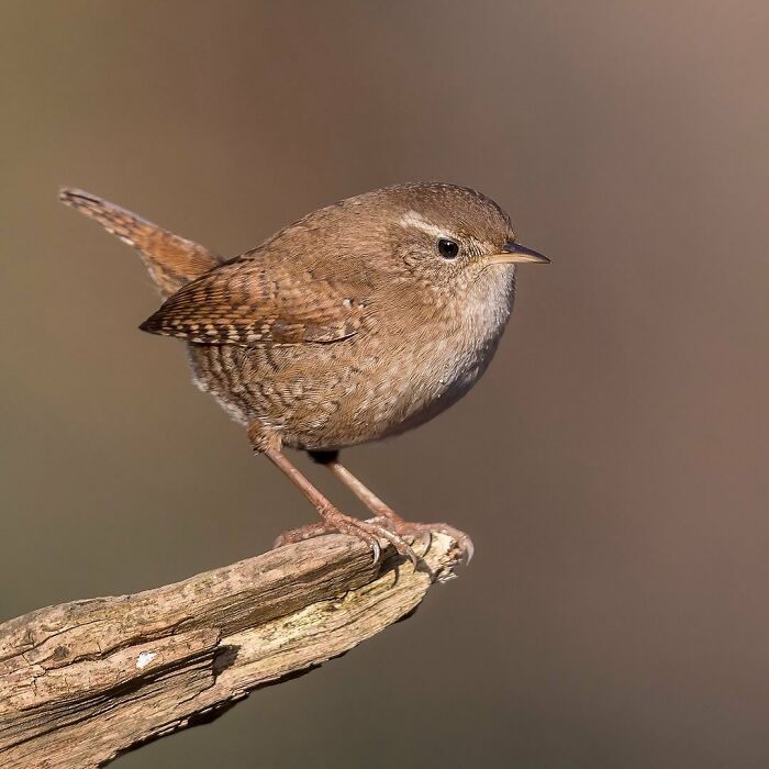 Photographer Raf Raeymaekers Shows Us Birds In A Unique Way