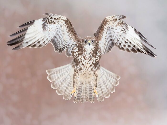 Photographer Raf Raeymaekers Shows Us Birds In A Unique Way