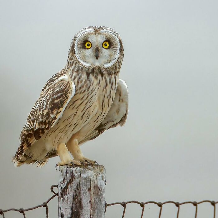 Photographer Raf Raeymaekers Shows Us Birds In A Unique Way