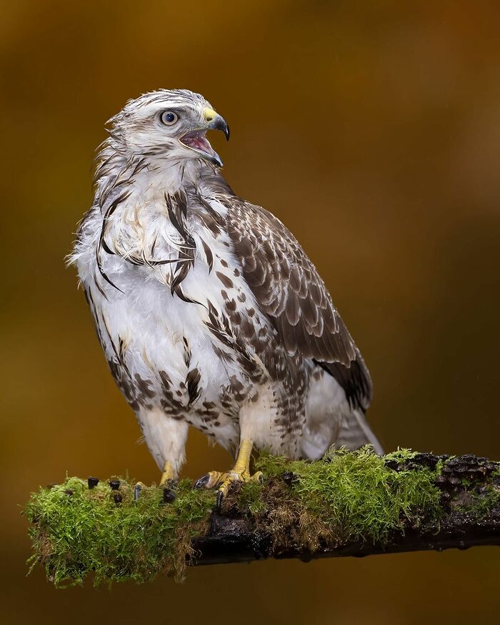 Photographer Raf Raeymaekers Shows Us Birds In A Unique Way