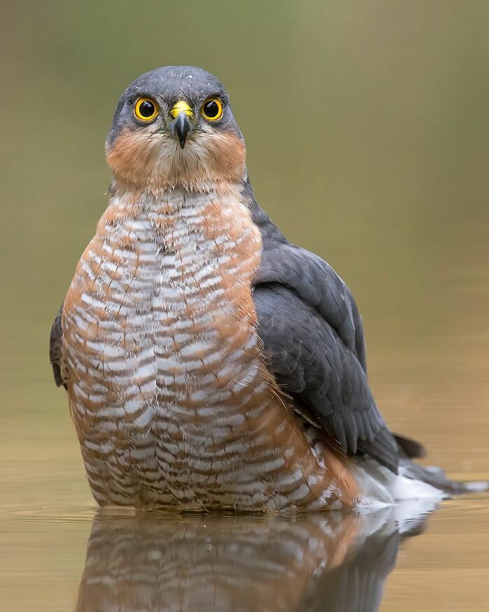 Photographer Raf Raeymaekers Shows Us Birds In A Unique Way