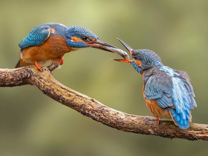 Photographer Raf Raeymaekers Shows Us Birds In A Unique Way