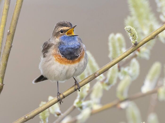 Photographer Raf Raeymaekers Shows Us Birds In A Unique Way