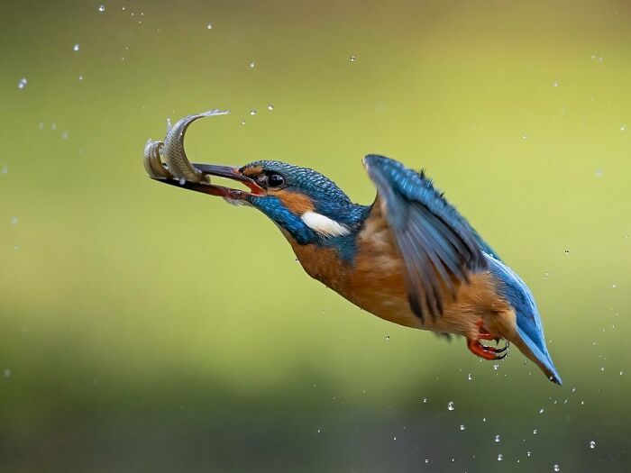 Photographer Raf Raeymaekers Shows Us Birds In A Unique Way