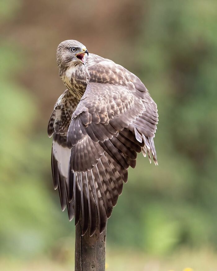 Photographer Raf Raeymaekers Shows Us Birds In A Unique Way