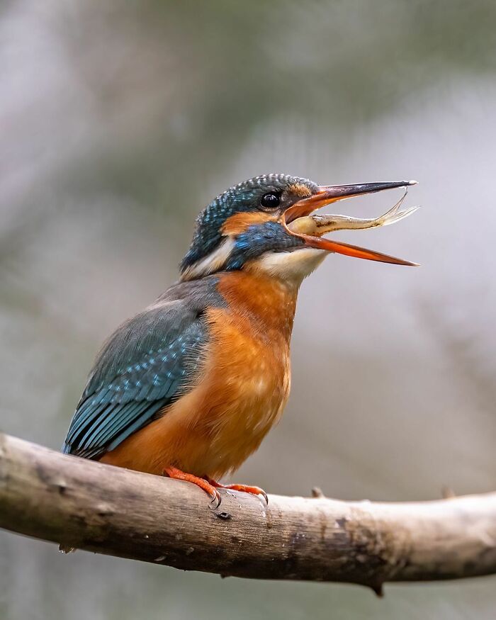 Photographer Raf Raeymaekers Shows Us Birds In A Unique Way