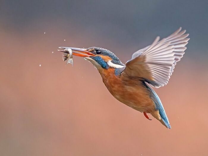 Photographer Raf Raeymaekers Shows Us Birds In A Unique Way