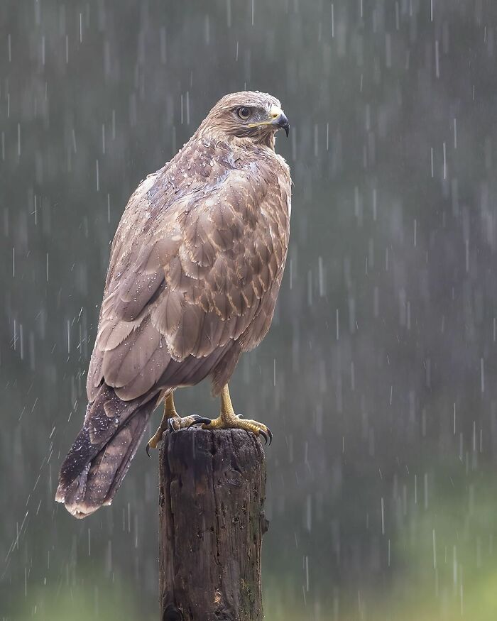 Photographer Raf Raeymaekers Shows Us Birds In A Unique Way