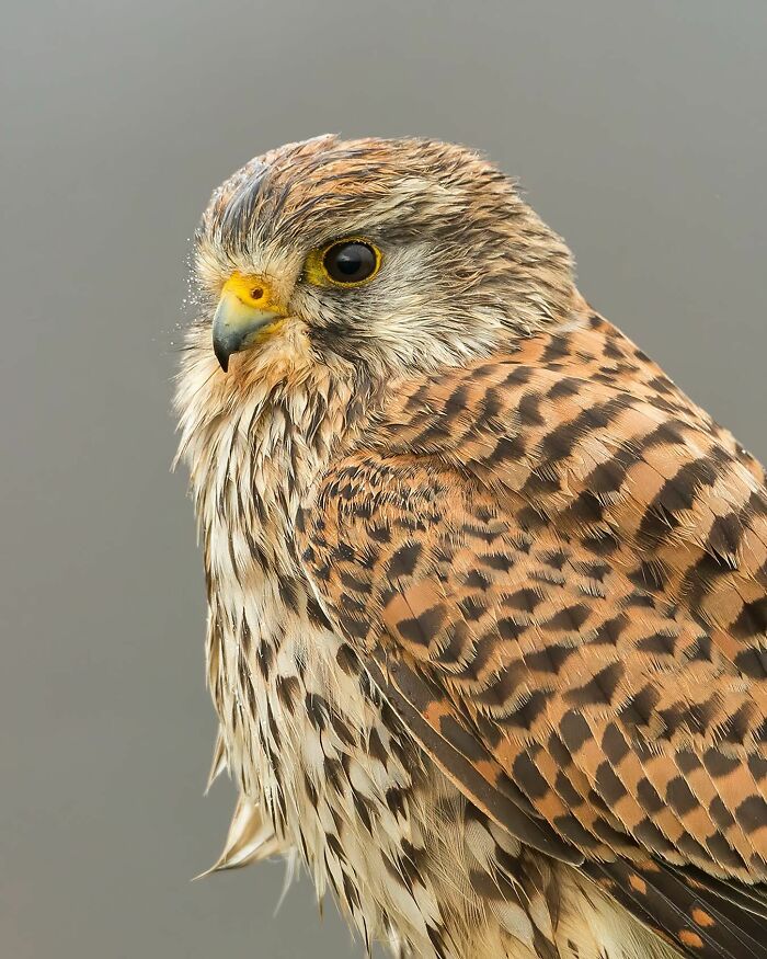 Photographer Raf Raeymaekers Shows Us Birds In A Unique Way