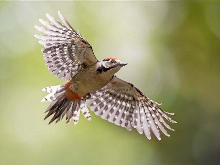 Photographer Raf Raeymaekers Shows Us Birds In A Unique Way