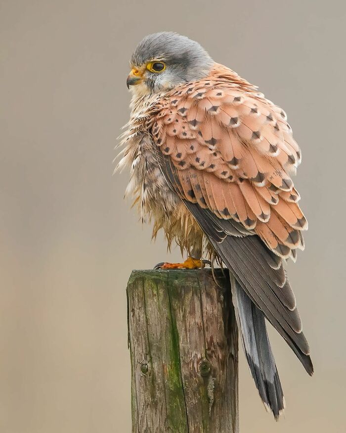 Photographer Raf Raeymaekers Shows Us Birds In A Unique Way