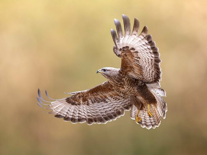 Photographer Raf Raeymaekers Shows Us Birds In A Unique Way