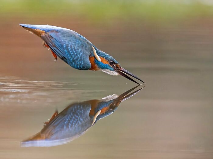 Photographer Raf Raeymaekers Shows Us Birds In A Unique Way