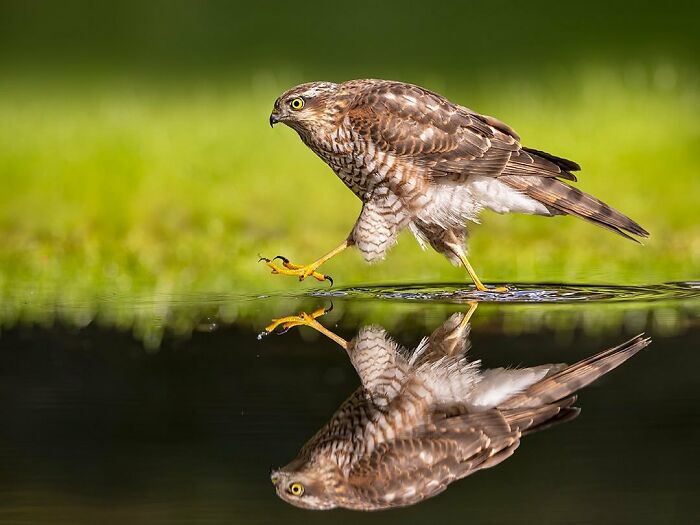 Photographer Raf Raeymaekers Shows Us Birds In A Unique Way