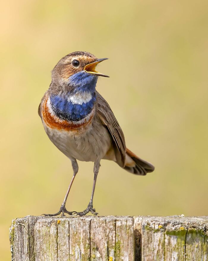 Photographer Raf Raeymaekers Shows Us Birds In A Unique Way