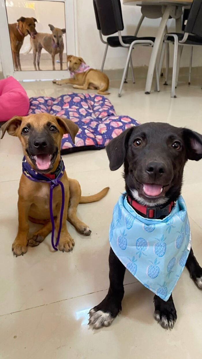 Person Finds 2 Tiny Puppies Using Trash For A Bed, Helps Them Get Rescued And Get A Major Glow-Up