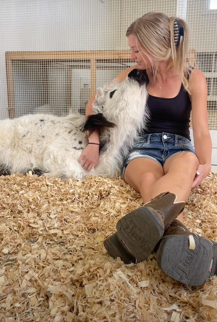 Baby calf cuddling with a woman in a barn, showcasing their affectionate nature.