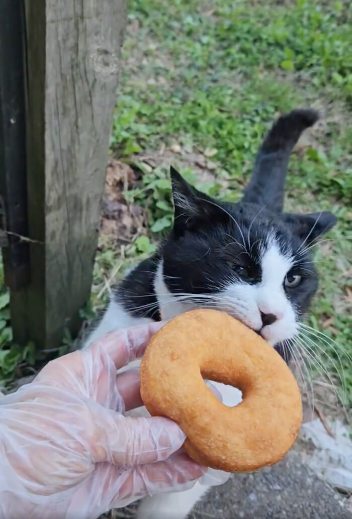 This Local Donut Shop Waiting Line Always Starts Behind A Cat Who’s Obsessed With Sweet Treats