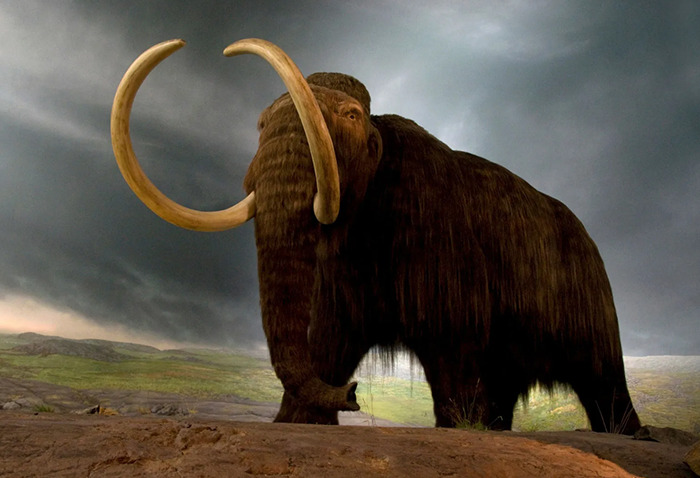 Woolly mammoth standing on rocky terrain, addressing mass extinction challenges.