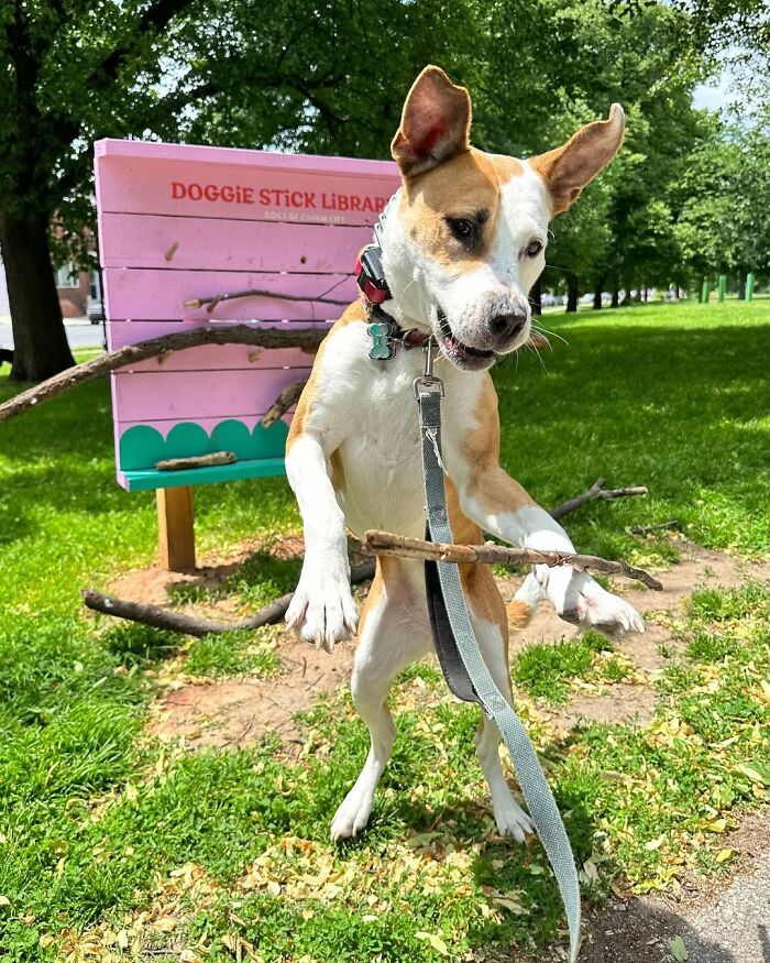 Dog jumping with stick near "Doggie Stick Library," surrounded by grass and trees.