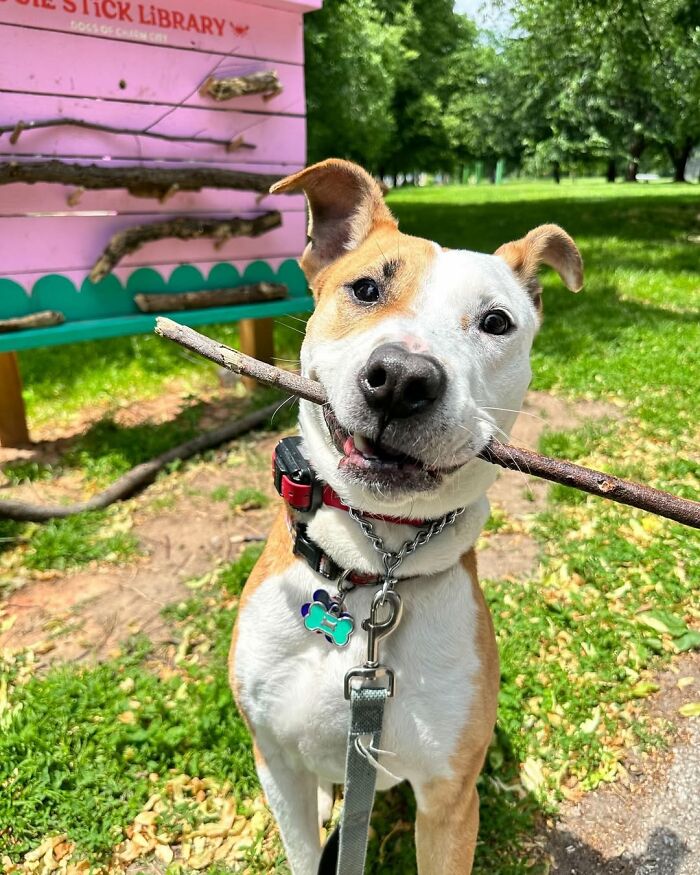 Dog holding a stick in front of a pink stick library, showcasing a viral idea for dogs worldwide.