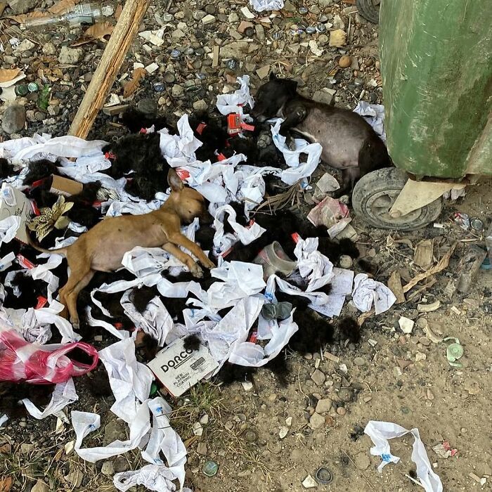 Person Finds 2 Tiny Puppies Using Trash For A Bed, Helps Them Get Rescued And Get A Major Glow-Up