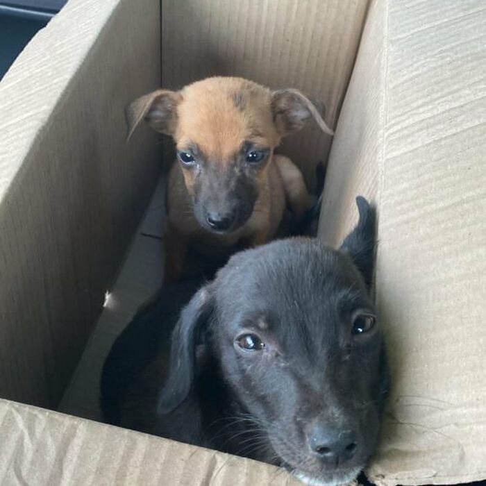 Person Finds 2 Tiny Puppies Using Trash For A Bed, Helps Them Get Rescued And Get A Major Glow-Up