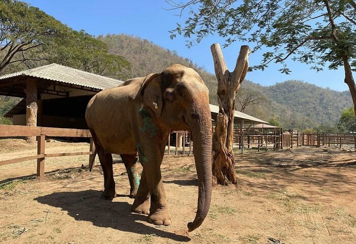 Rescued elephant resting peacefully in a sanctuary, basking in freedom under the sun.