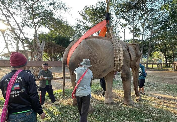 Rescued elephant being lifted with harness, surrounded by caretakers, in a natural sanctuary setting.