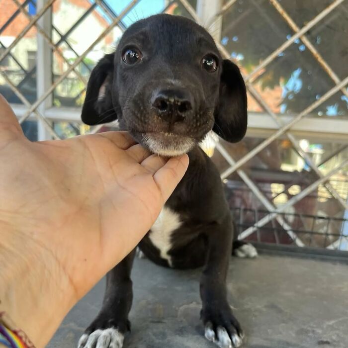 Person Finds 2 Tiny Puppies Using Trash For A Bed, Helps Them Get Rescued And Get A Major Glow-Up