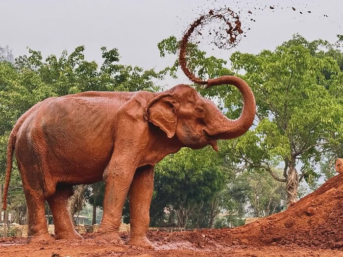 Rescued elephant joyfully tossing mud, finally experiencing freedom in nature after 80 years.