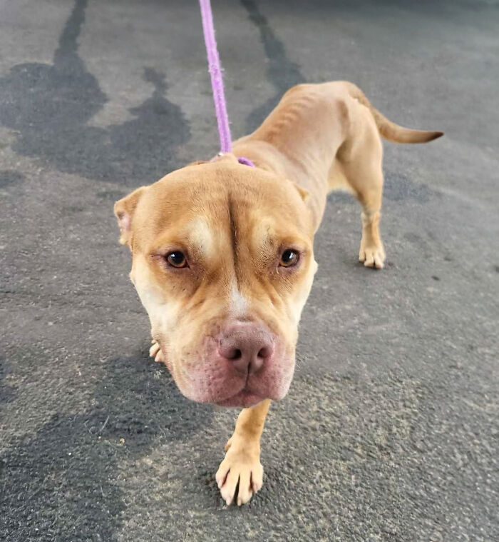 Shelter dog on a leash appears relieved and safe, standing on a pavement.