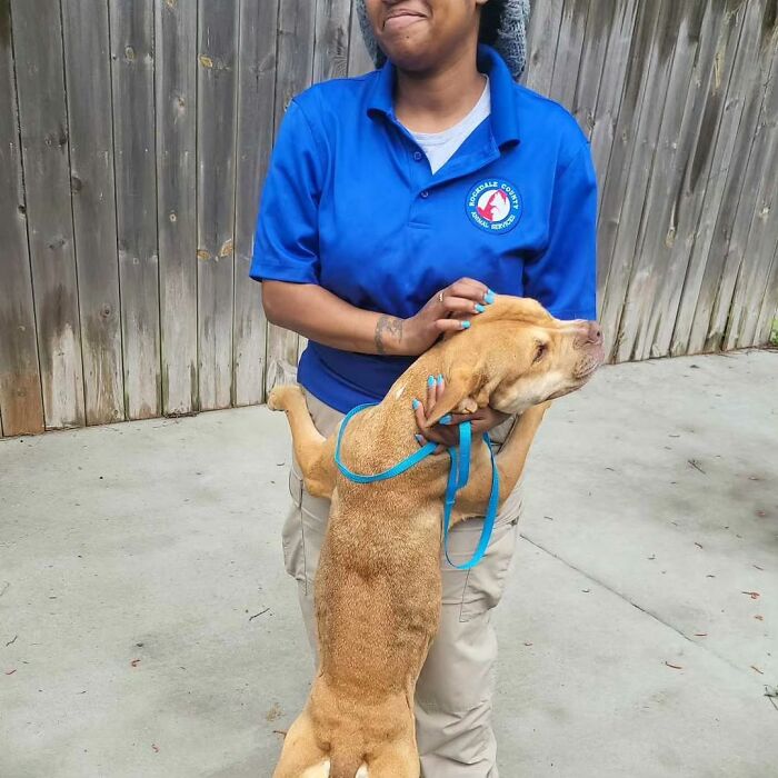 A shelter dog joyfully embracing a person, finally feeling safe and loved.