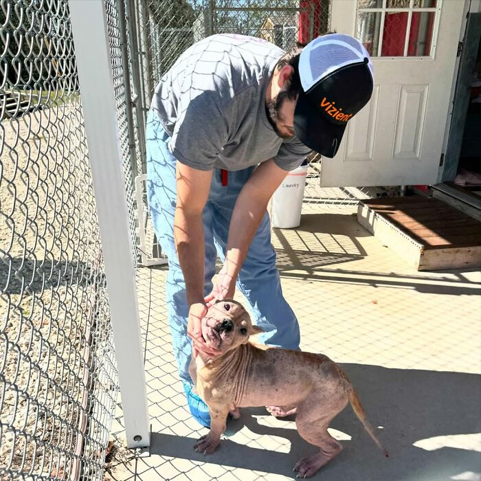 Goulash, once a hairless stray dog, shown happy in a shelter with a caretaker.