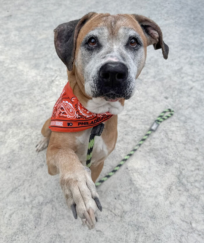 Rescued 12-year-old dog with red bandana offering paw, ready for adoption.