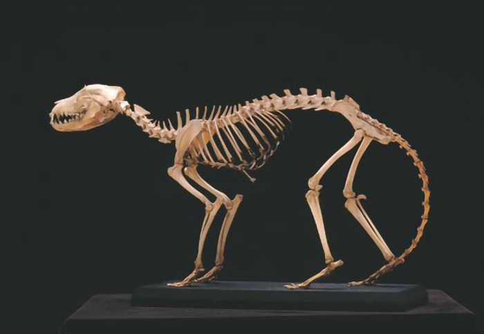 Tasmanian tiger skeleton on display, highlighting scientists' innovative methods for mass extinction challenges.