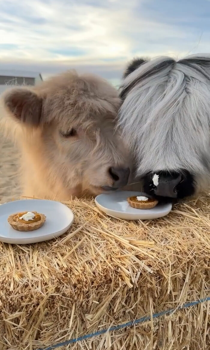 Two adorable baby calves enjoying pumpkin pie on a hay bale under a cloudy sky.