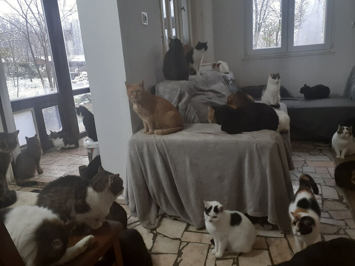 Cats relaxing inside the largest cat sanctuary in Romania.